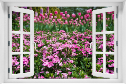Fototapeta Naklejka Na Ścianę Okno 3D - Small common pink flowers blooming in spring garden with tulips on background