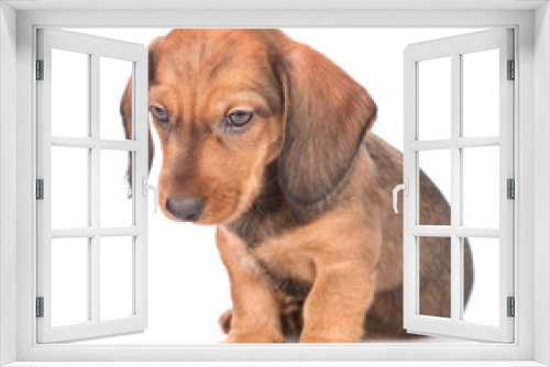 Fototapeta Naklejka Na Ścianę Okno 3D - Sad dachshund puppy. isolated on white background