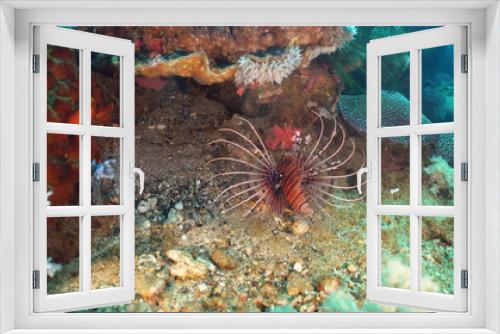 Fototapeta Naklejka Na Ścianę Okno 3D - Lionfish on coral reef. Dive, underwater world, corals and tropical fish. Philippines, Mindoro. Diving and snorkeling in the tropical sea. Travel concept.