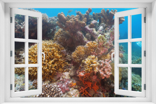 Fototapeta Naklejka Na Ścianę Okno 3D - Beautiful soft coral in tropical sea. Wonderful and beautiful underwater world with corals. Philippines, Mindoro.