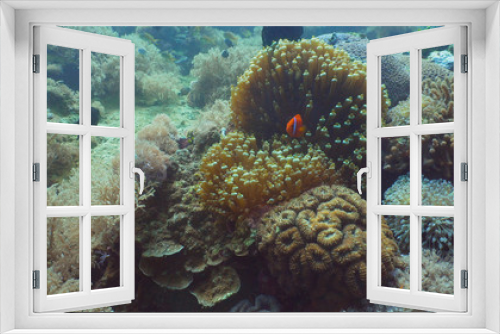 Fototapeta Naklejka Na Ścianę Okno 3D - Clown Anemonefish in actinia on coral reef. Amphiprion percula. Mindoro. Underwater coral garden with anemone and clownfish. Philippines
