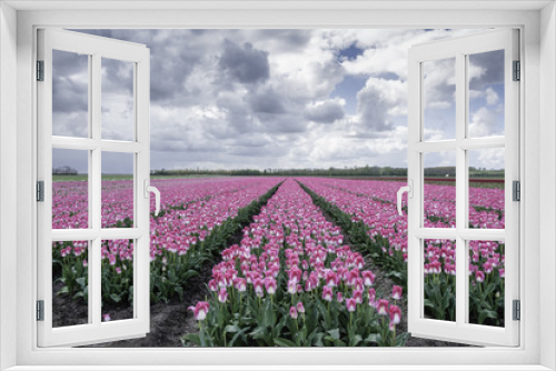 Fototapeta Naklejka Na Ścianę Okno 3D - field of tulips