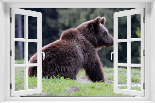 Fototapeta Naklejka Na Ścianę Okno 3D - Brown bear in Carpathian Mountains in Transylvania, Romania