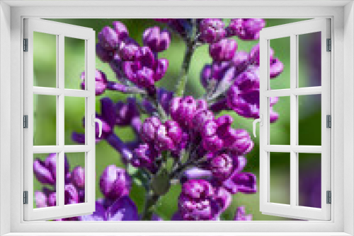 Fototapeta Naklejka Na Ścianę Okno 3D - Spider mite, wrecker. Destroys clusters of violet lilac flowers. lilac