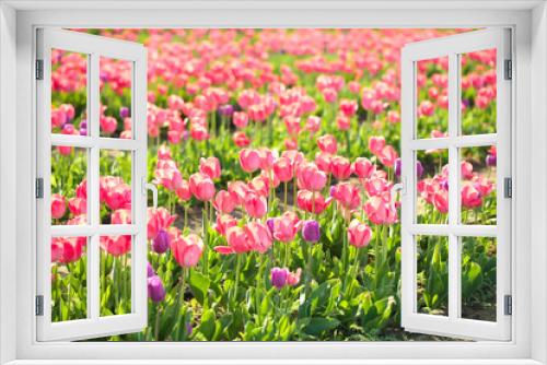 Fototapeta Naklejka Na Ścianę Okno 3D - Picturesque view of field with blossoming tulips on sunny spring day