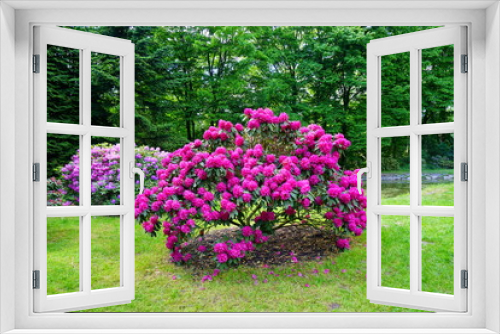 Fototapeta Naklejka Na Ścianę Okno 3D - Beautiful blooming azalea - rhododendron (Rhododendron) - beautiful green areas of the city
