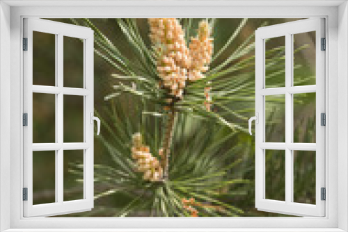 Fototapeta Naklejka Na Ścianę Okno 3D - Pine flowers in a tree outside.