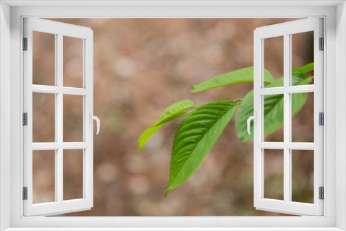 Fototapeta Naklejka Na Ścianę Okno 3D - 나뭇잎