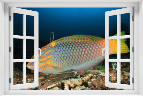 Fototapeta Naklejka Na Ścianę Okno 3D - Tropical reef fish