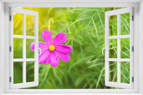 Fototapeta Naklejka Na Ścianę Okno 3D - top view horizon fresh pink daisy flower in garden