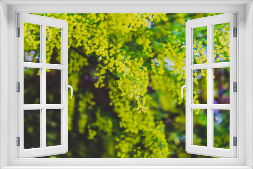Fototapeta Naklejka Na Ścianę Okno 3D - Beautiful yellow blooming tree Laburnum Voisii Golden Rain