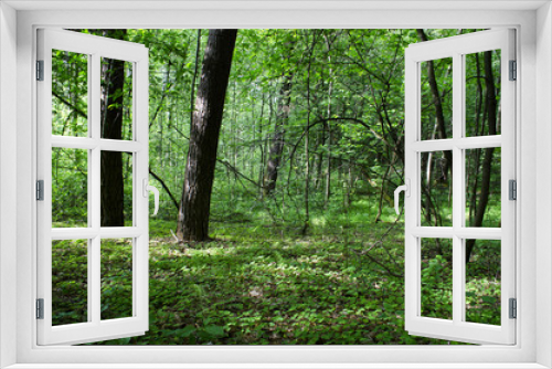 Fototapeta Naklejka Na Ścianę Okno 3D - in the woods in the summer