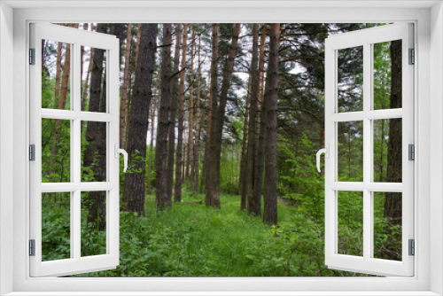 Fototapeta Naklejka Na Ścianę Okno 3D - in the woods in the summer