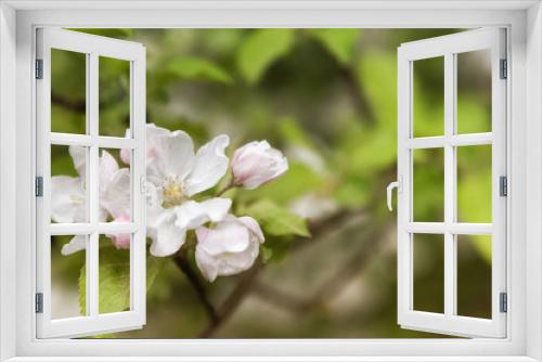 Fototapeta Naklejka Na Ścianę Okno 3D - White Apple Blossoms
