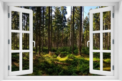 Fototapeta Naklejka Na Ścianę Okno 3D - panorama of a forest with trees