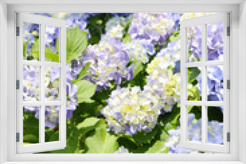 Fototapeta Naklejka Na Ścianę Okno 3D - 青い紫陽花