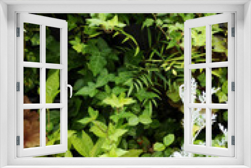 Fototapeta Naklejka Na Ścianę Okno 3D - 植物の壁