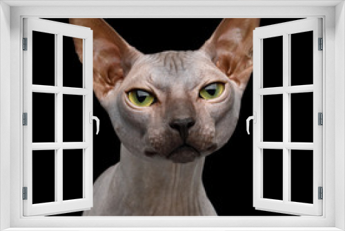 Fototapeta Naklejka Na Ścianę Okno 3D - Portrait of Sphynx Cat with Beautiful eyes Curious Looking in Camera Isolated on Black Background, front view