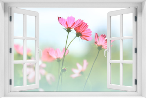 Fototapeta Naklejka Na Ścianę Okno 3D - Soft focus of pink cosmos flower on pastel color style for background