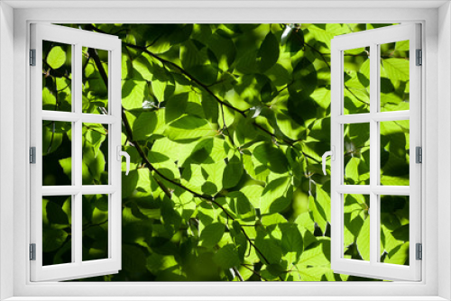 Fototapeta Naklejka Na Ścianę Okno 3D - Green foliage background