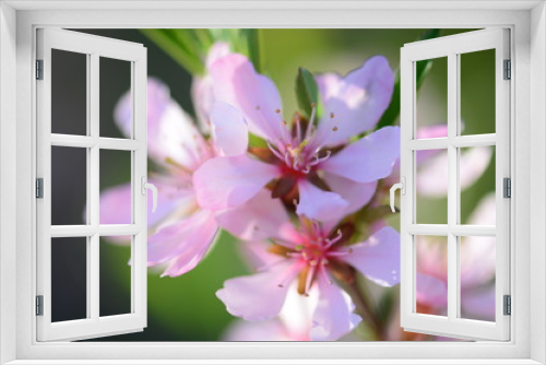 Fototapeta Naklejka Na Ścianę Okno 3D - Pink cherry tree in bloom