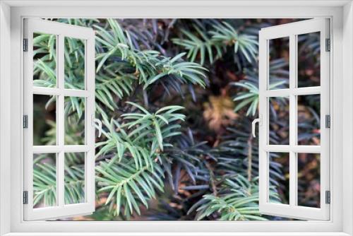 Fototapeta Naklejka Na Ścianę Okno 3D - green branch of pine