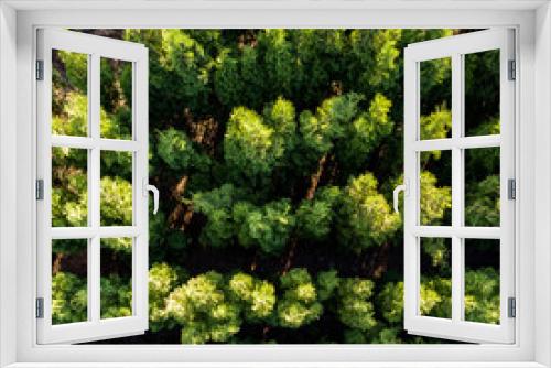 Fototapeta Naklejka Na Ścianę Okno 3D - Aerial view of deciduous trees in the spring. Drone photograph