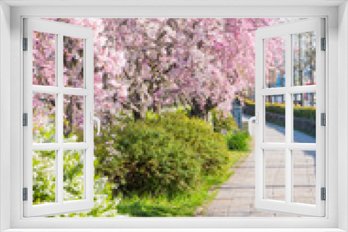 Fototapeta Naklejka Na Ścianę Okno 3D - 京都の春の風景　鴨川沿いの桜　京都　日本