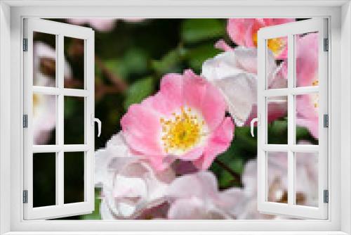 Fototapeta Naklejka Na Ścianę Okno 3D - ピンク色のばら「ビンゴメイディランド」の花のアップ