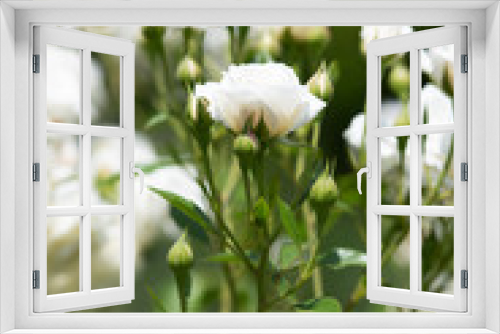 Fototapeta Naklejka Na Ścianę Okno 3D - 白いばら「ファビュラス」の花のアップ