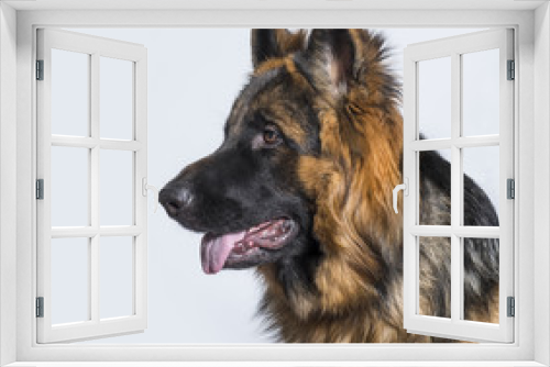 Fototapeta Naklejka Na Ścianę Okno 3D - German Shepherd dog in profile against blue background