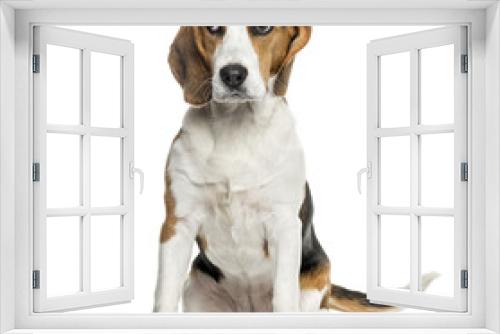 Fototapeta Naklejka Na Ścianę Okno 3D - Beagle dog sitting against white background