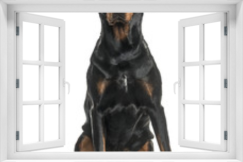 Fototapeta Naklejka Na Ścianę Okno 3D - Mixed-breed dog sitting against white background