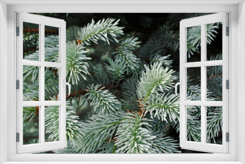 Fototapeta Naklejka Na Ścianę Okno 3D - Soft blue pine twigs with needles, close up detail, soft blurry background