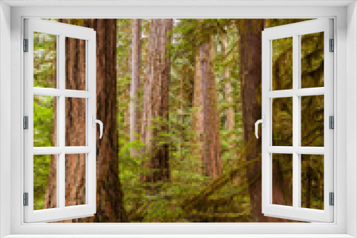 Fototapeta Naklejka Na Ścianę Okno 3D - Detail image of big tree trunks in the forest of North Cascades National Park, Washington, USA