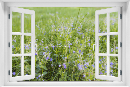 Fototapeta Naklejka Na Ścianę Okno 3D - голубые лесные цветы на поляне в траве