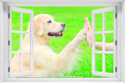 Fototapeta Naklejka Na Ścianę Okno 3D - Pretty Golden Retriever dog on the grass in park, giving paw to hand