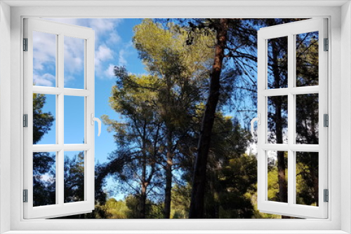Fototapeta Naklejka Na Ścianę Okno 3D - Mediterranean pine trees with blue sky background