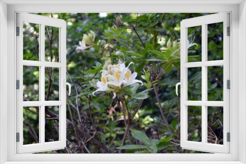 Fototapeta Naklejka Na Ścianę Okno 3D - yellow white flowers of the rhododendron occidentale, belongs to the family Ericaceae