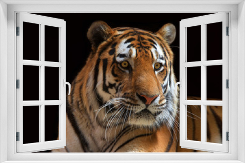 Fototapeta Naklejka Na Ścianę Okno 3D - Close up portrait of one male tiger looking to viewers right. The largest cat species, most recognizable for its pattern of dark vertical stripes on reddish orange fur with a lighter underside.