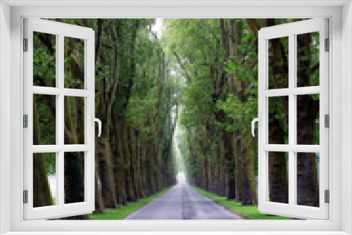 Fototapeta Naklejka Na Ścianę Okno 3D - Beautiful tree-lined road. Vertical image