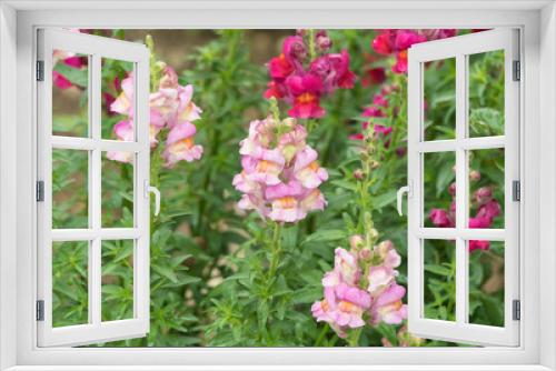 Fototapeta Naklejka Na Ścianę Okno 3D - Large flower pink