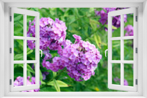 Fototapeta Naklejka Na Ścianę Okno 3D - Nice Pink Flowers