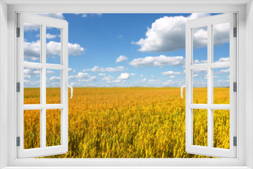 Fototapeta Naklejka Na Ścianę Okno 3D - Wheat field against a blue sky