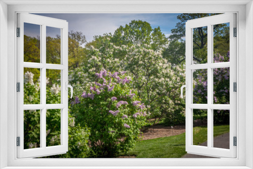 Fototapeta Naklejka Na Ścianę Okno 3D - Lilac Bush