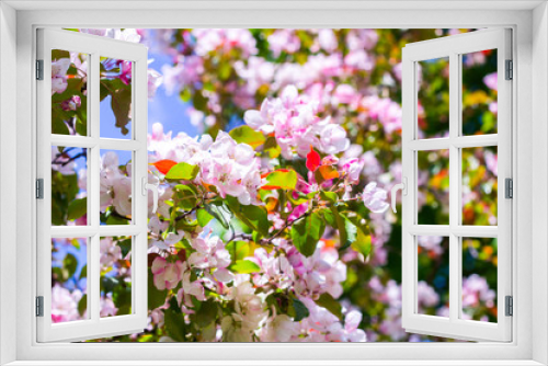 Fototapeta Naklejka Na Ścianę Okno 3D - Flowers on a branch of an apple tree in spring