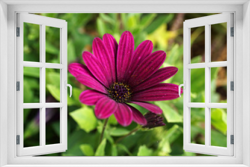 Fototapeta Naklejka Na Ścianę Okno 3D - purple daisy