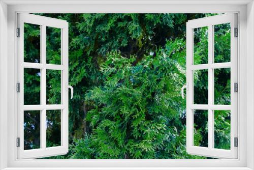 Fototapeta Naklejka Na Ścianę Okno 3D - Green thuja leaves background.