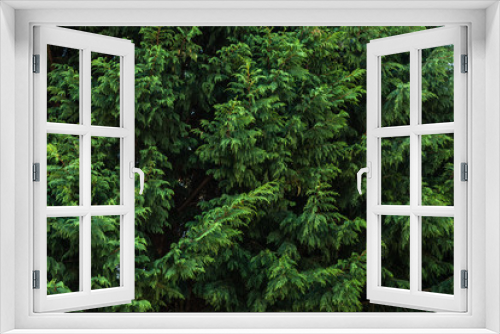 Fototapeta Naklejka Na Ścianę Okno 3D - Green bushes texture