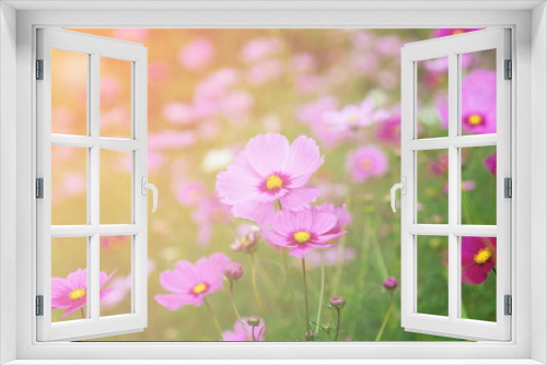 Fototapeta Naklejka Na Ścianę Okno 3D - Pink Cosmos floral background in vintage style.